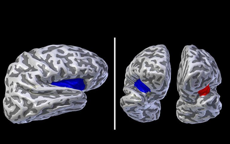 Model of the brain side by side